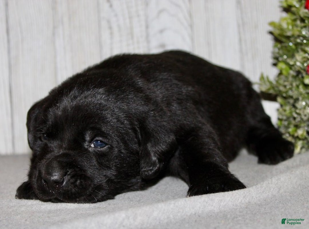 Labrador Retriever dogs for sale: Dasher - Ad 4