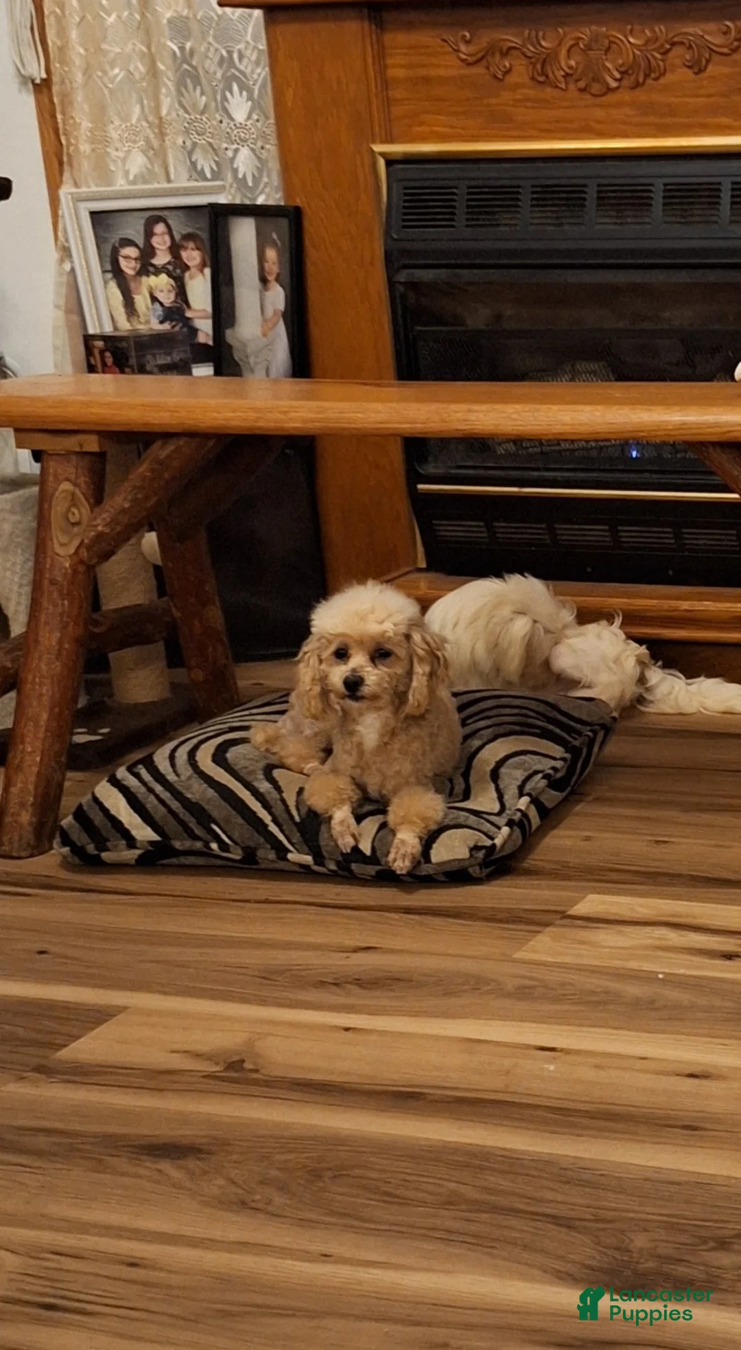 Toy Poodle dogs for sale: Toy Poodle Puppy 2 - Ad 6