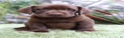 Labrador Retriever dogs for sale: Rattler - Ad 7