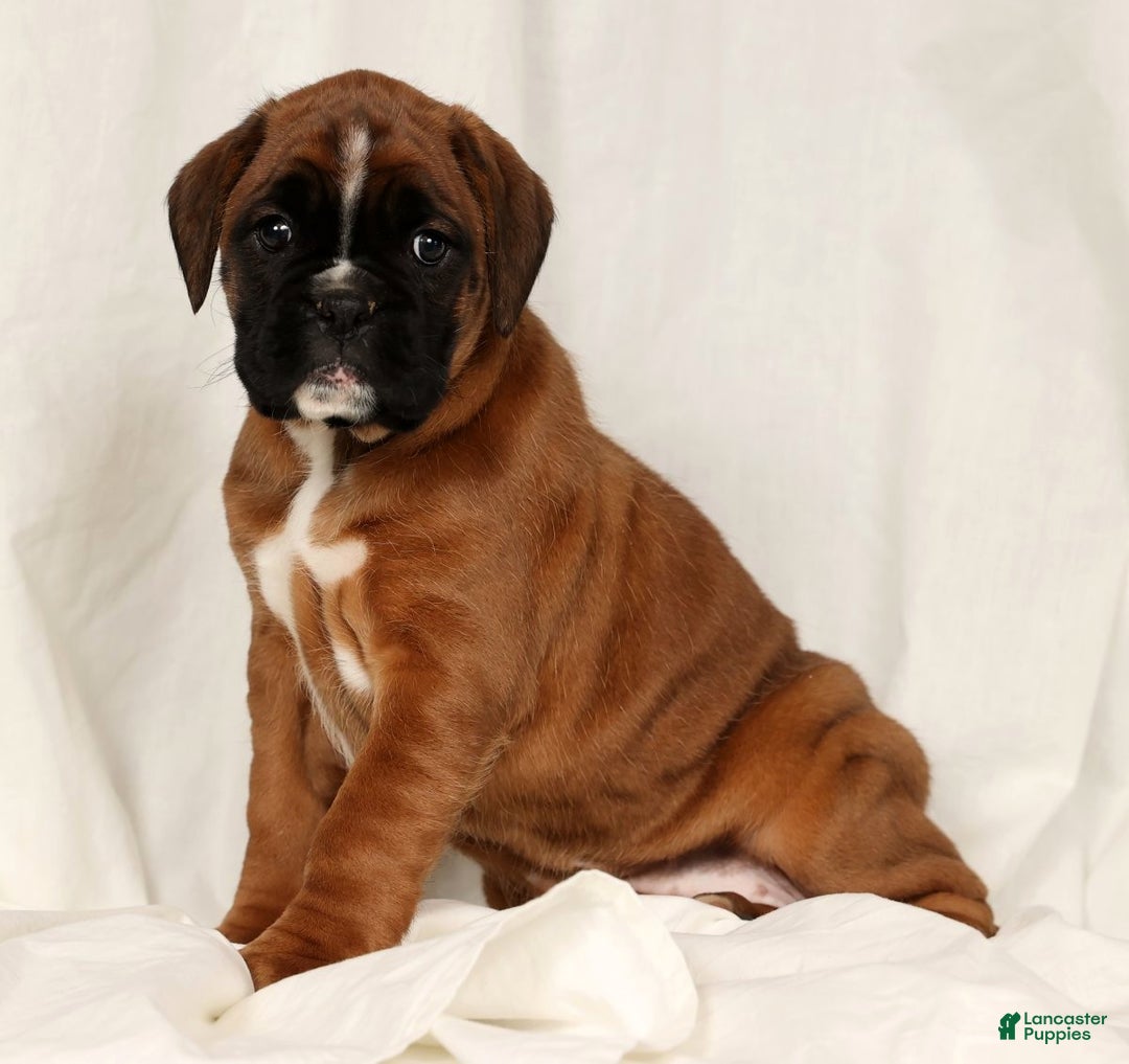 Boxer dogs for sale: Sophia - Ad 3