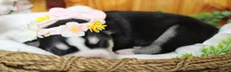 Siberian Husky dogs for sale: Sasha  - Ad 4