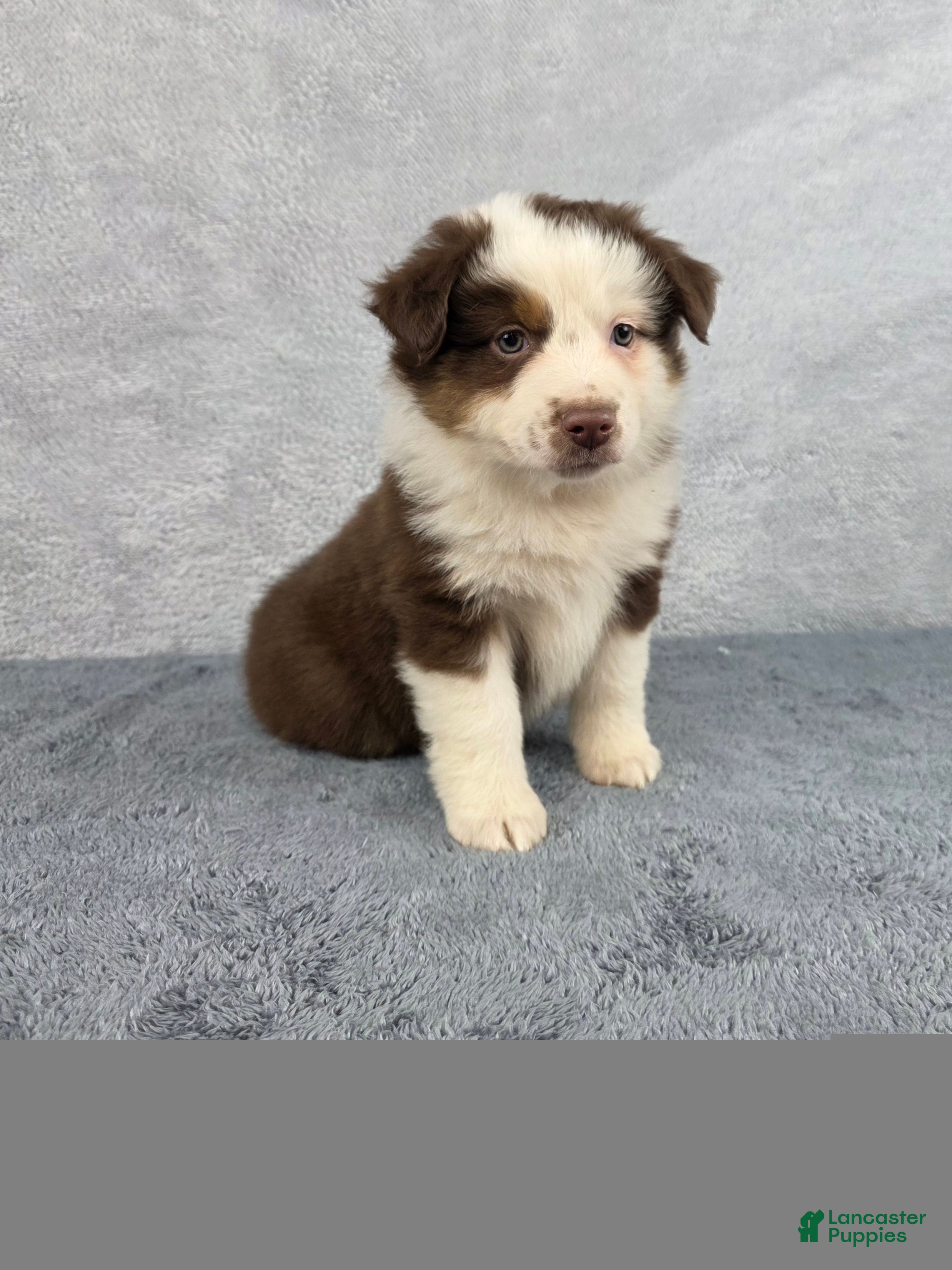 Miniature Australian Shepherd dogs Sky - Ad 1