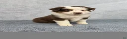 Miniature Australian Shepherd dogs for sale: Sky - Ad 1