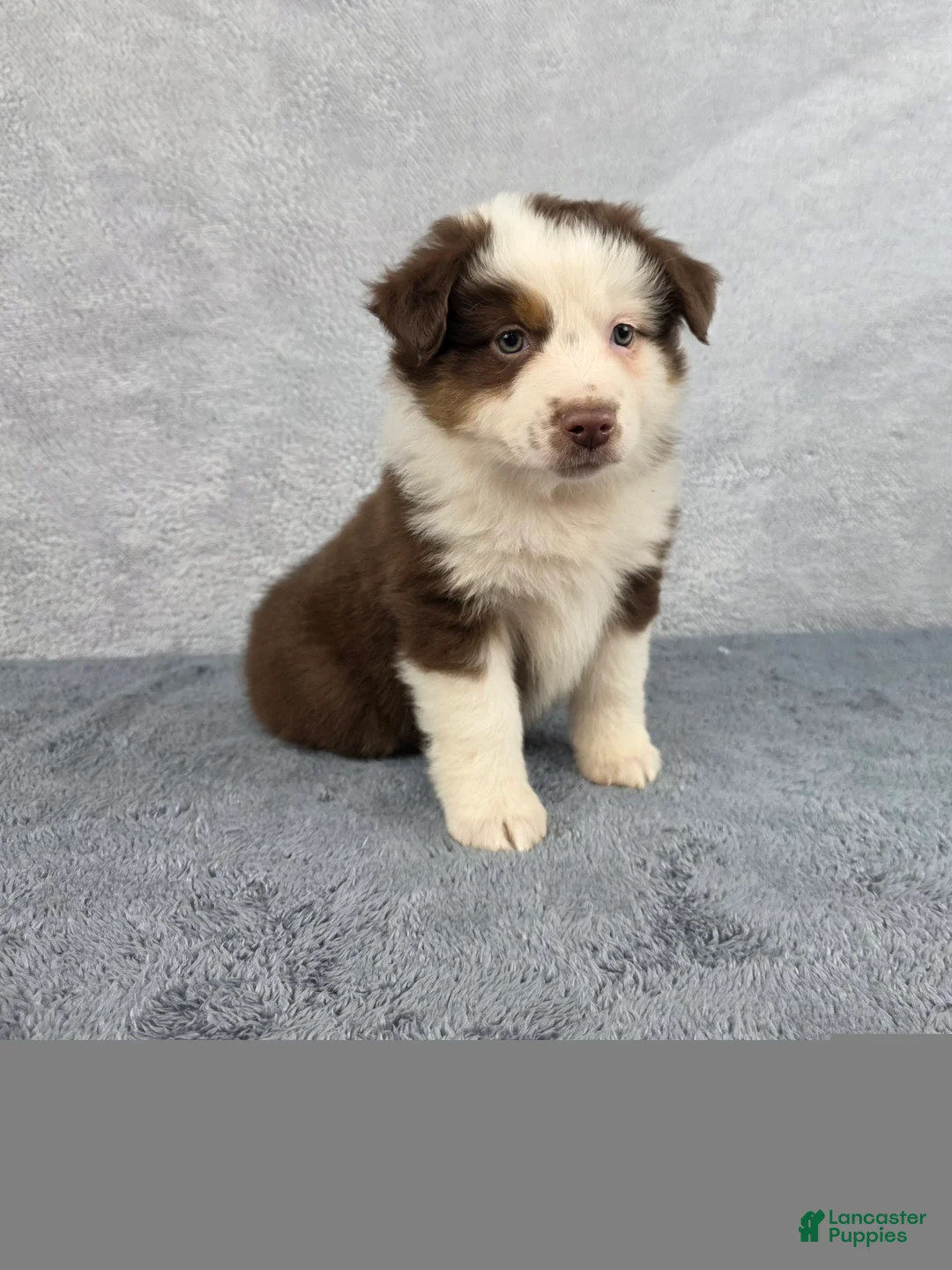 Miniature Australian Shepherd dogs for sale: Sky - Ad 1