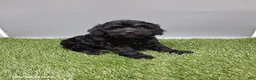Cockapoo dogs for sale: Carla - Ad 4
