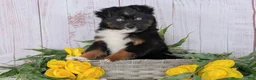 Toy Australian Shepherd dogs for sale: Banjo - Ad 5