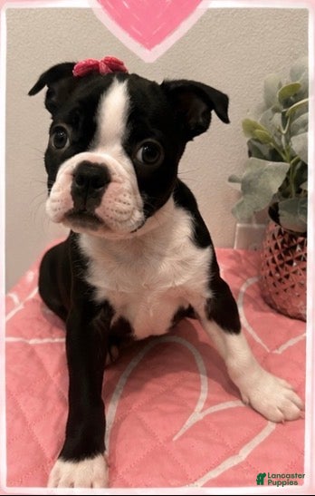 Boston Terrier dogs Cookie - Ad 30