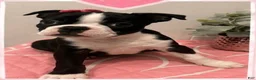 Boston Terrier dogs for sale: Cookie - Ad 1