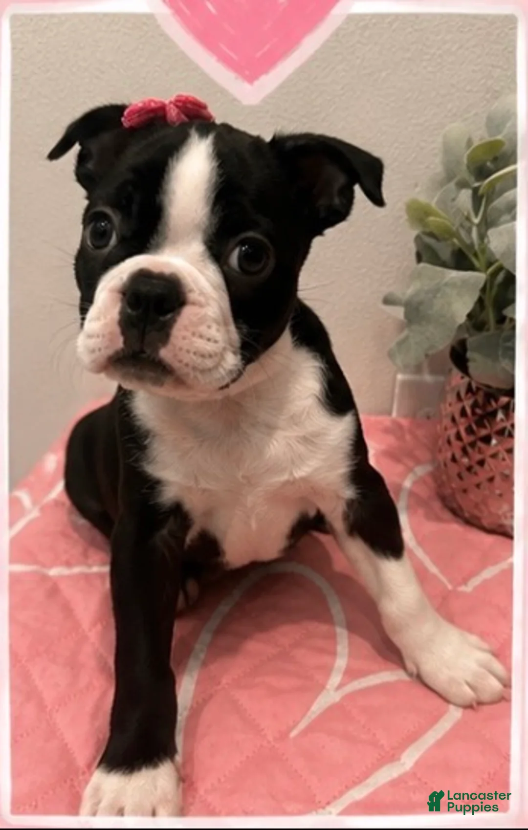 Boston Terrier dogs for sale: Cookie - Ad 1