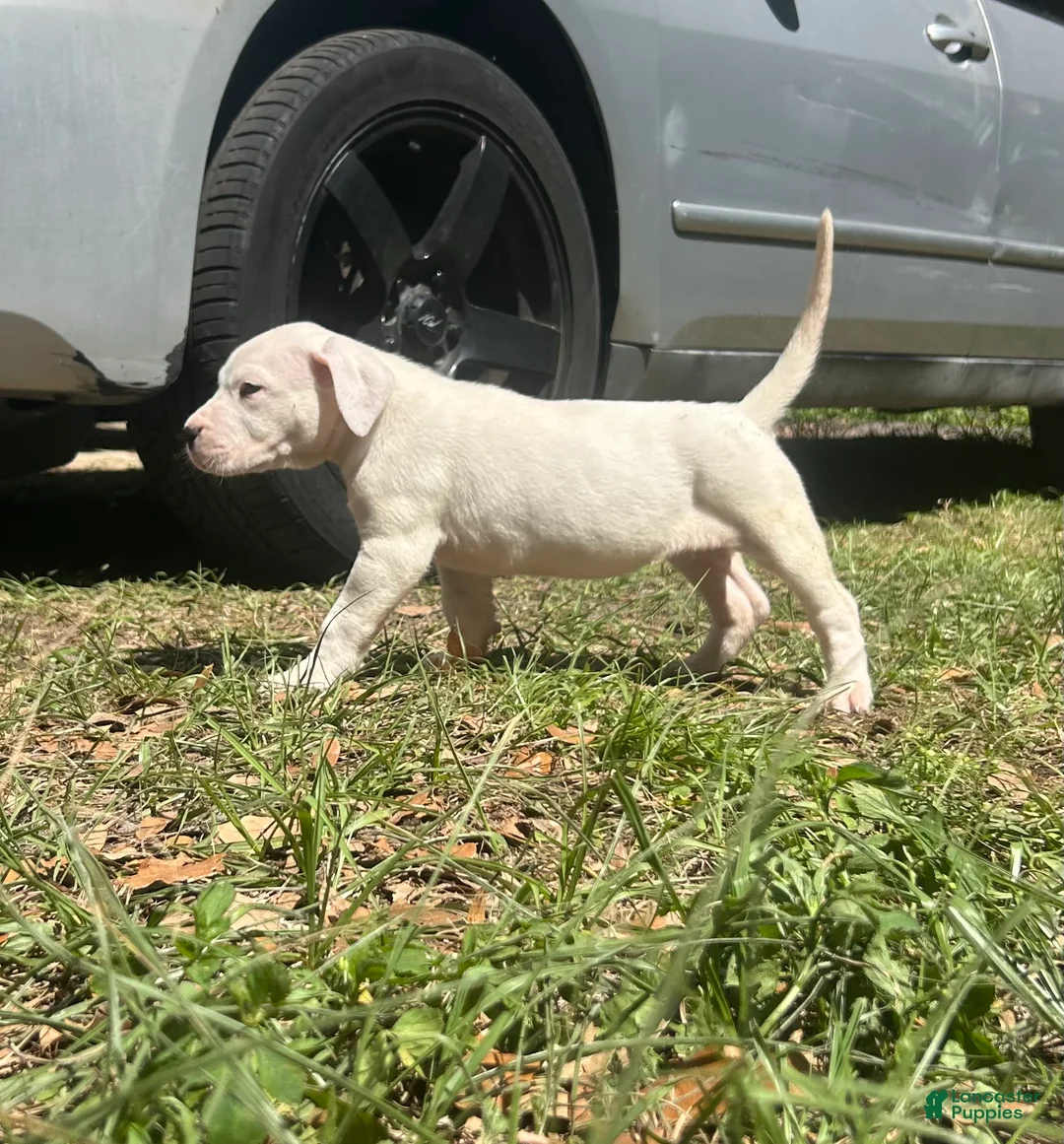 Dogo Argentino dogs for sale: Dogo Argentino Zoe - Ad 1