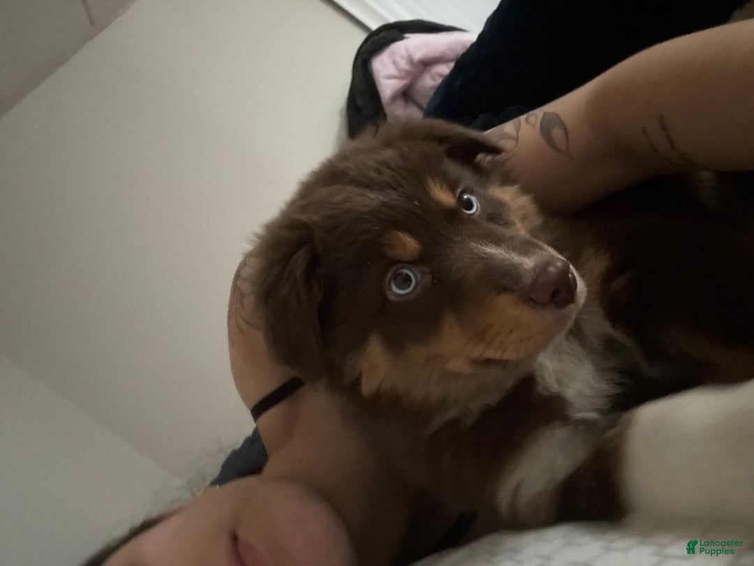 Australian Shepherd dogs for sale: Nala - Ad 2