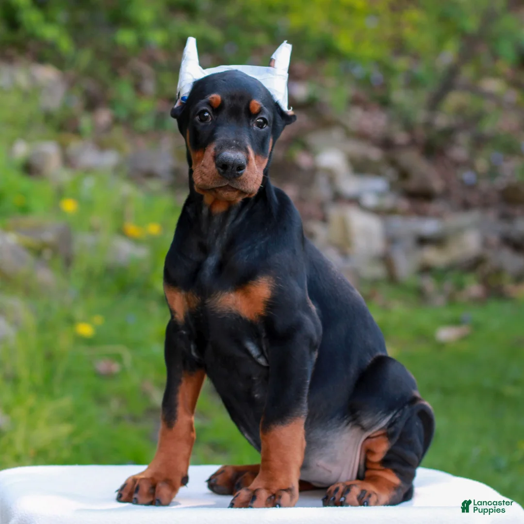 Doberman Pinscher dogs for sale: Abby  - Ad 1