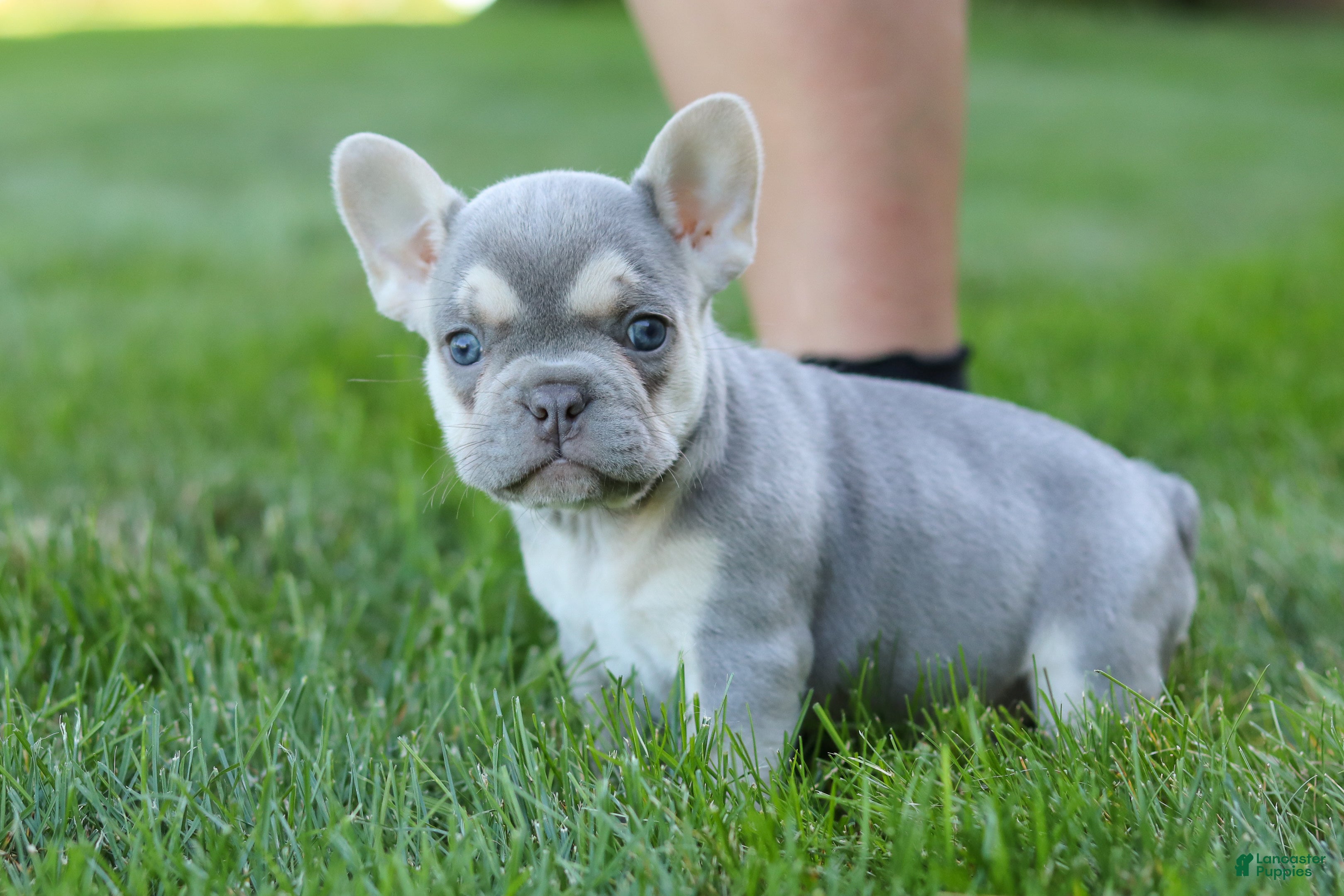 French Bulldog dogs for sale: Poppy - Ad 15