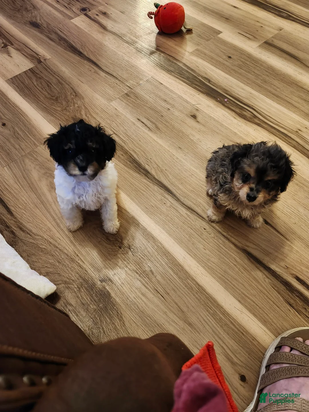 Aussiedoodle dogs for sale: Aussiedoodle 2 - Ad 2