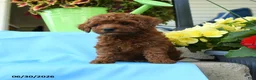 Toy Poodle dogs for sale: Fluffy - Ad 5