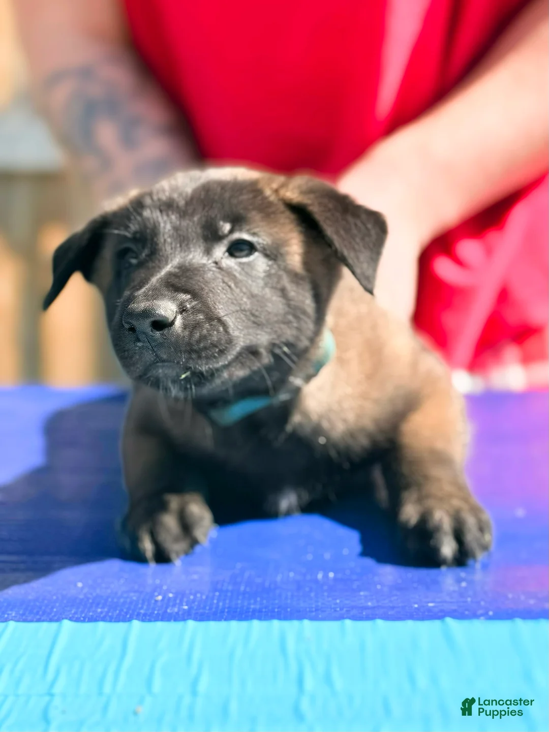 Belgian Malinois dogs for sale: AKC Belgian Malinois - Blue Collar - Ad 2