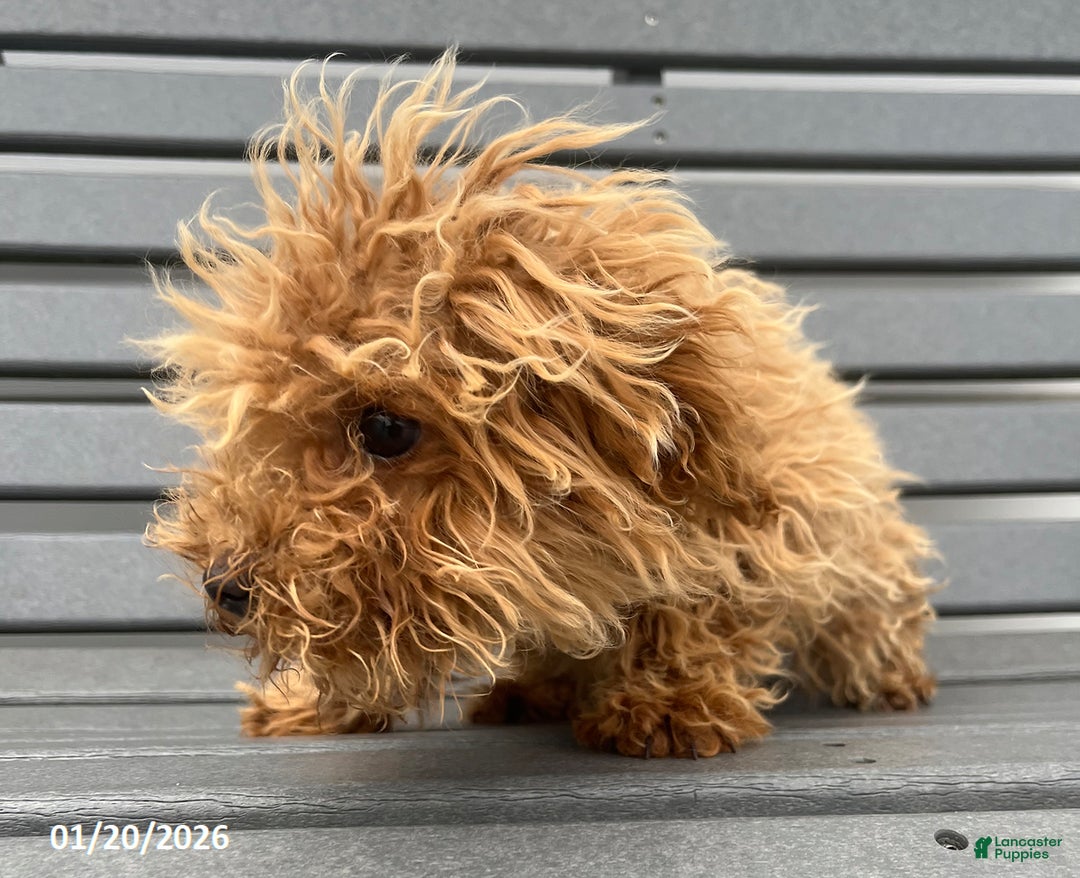 Bichpoo dogs for sale: Milly - Ad 5