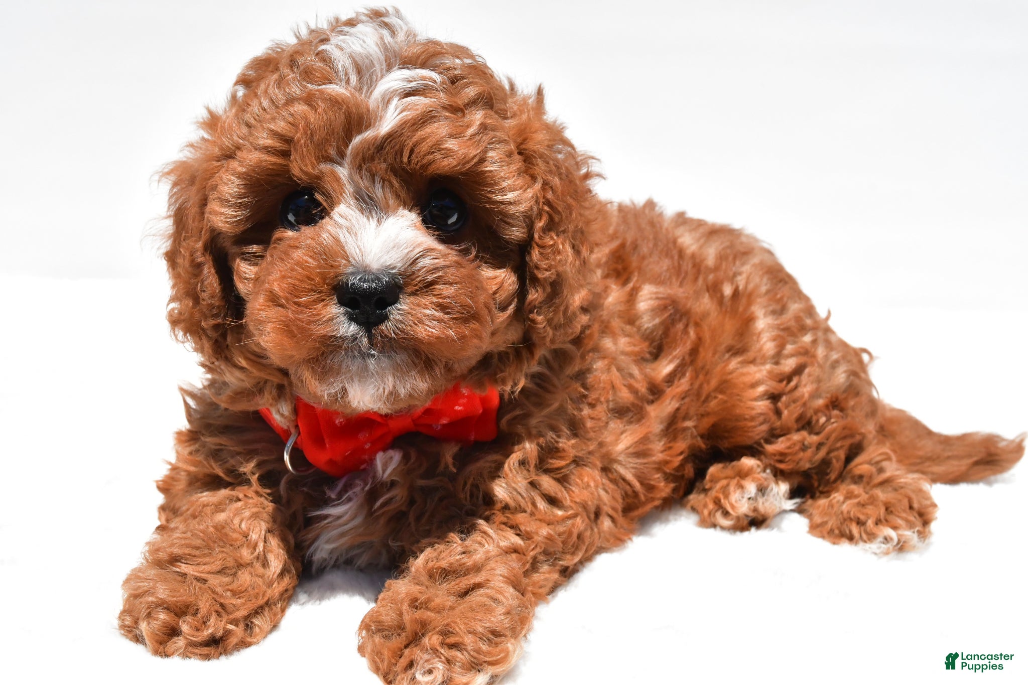 Cavapoo dogs for sale: Zain f1b - Ad 7