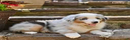 Australian Shepherd dogs for sale: Lucky - Ad 3