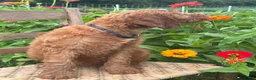 Irish Doodle dogs for sale: Maple - Ad 14