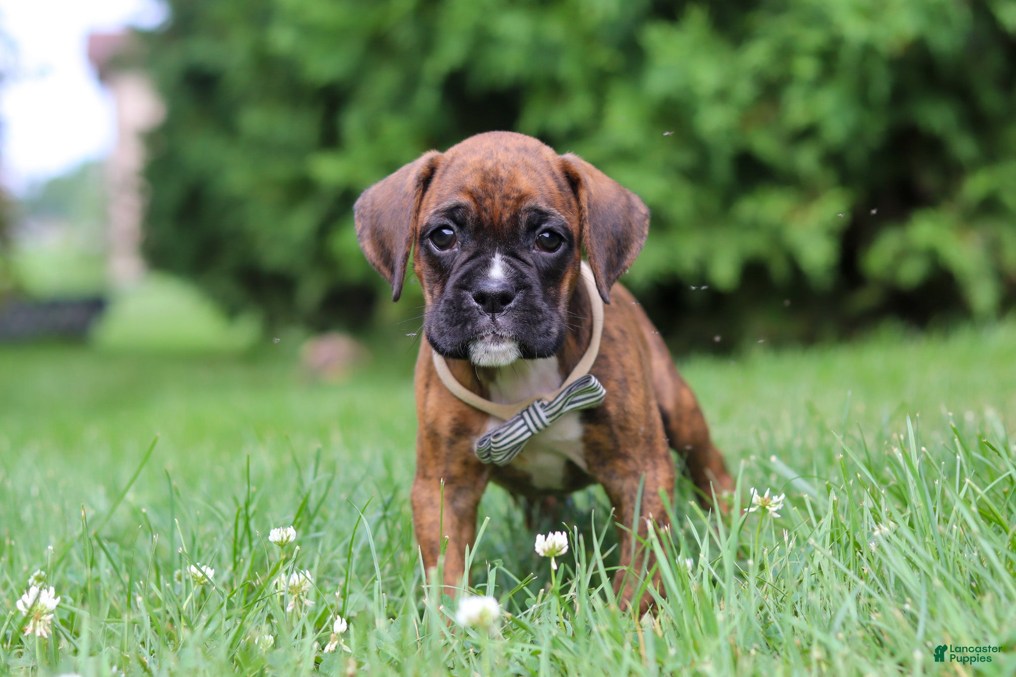 Boxer dogs Barney - Ad 1