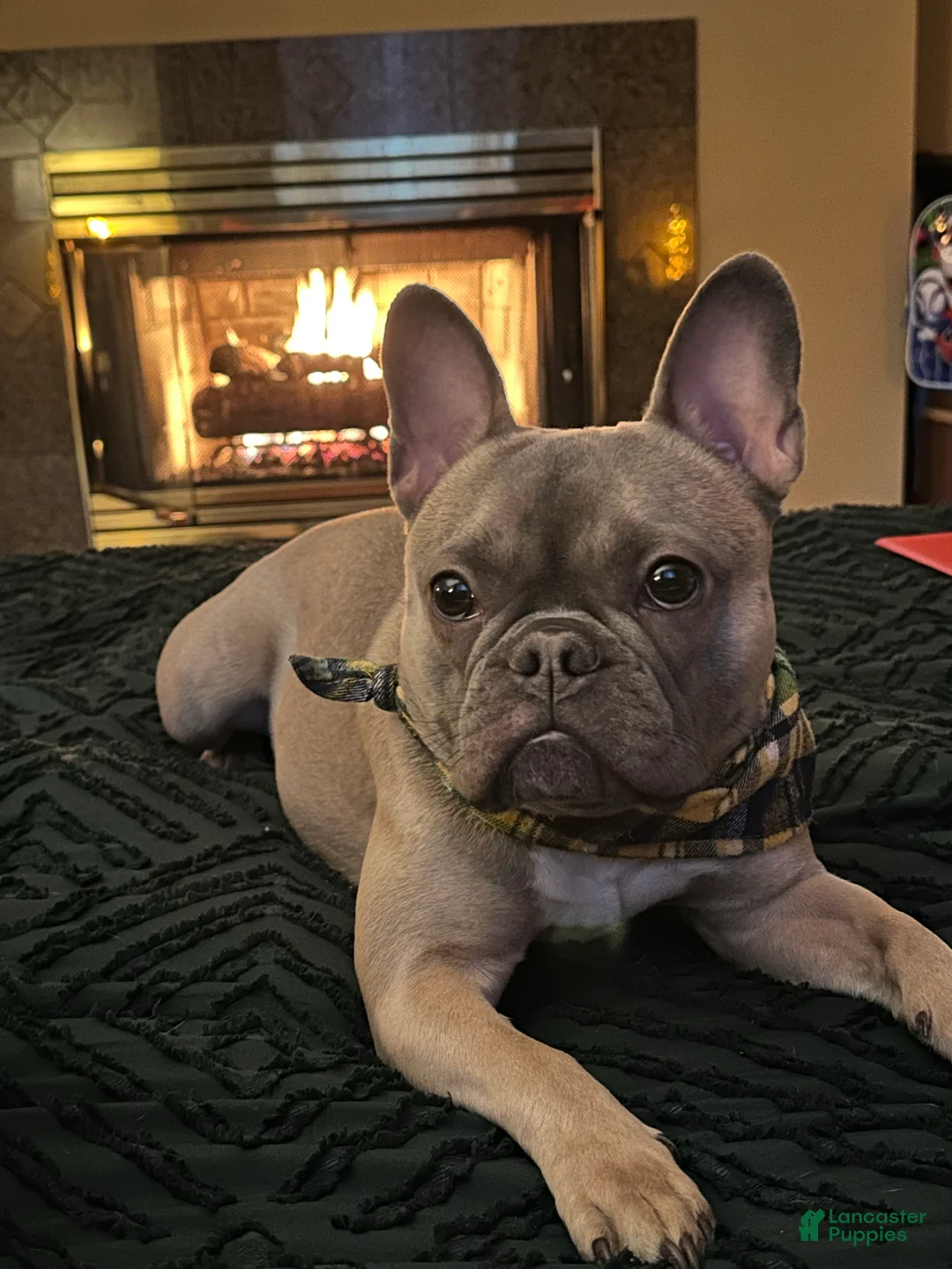 French Bulldog dogs for sale: French Bulldog Puppy 2 - Ad 12