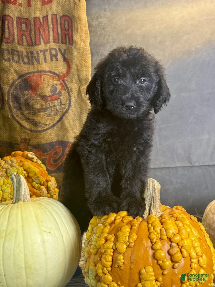 Goldendoodle dogs for sale: Pumpkin - Ad 2