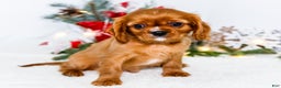 Cavalier King Charles Spaniel dogs for sale: Tiny Tim - Ad 4
