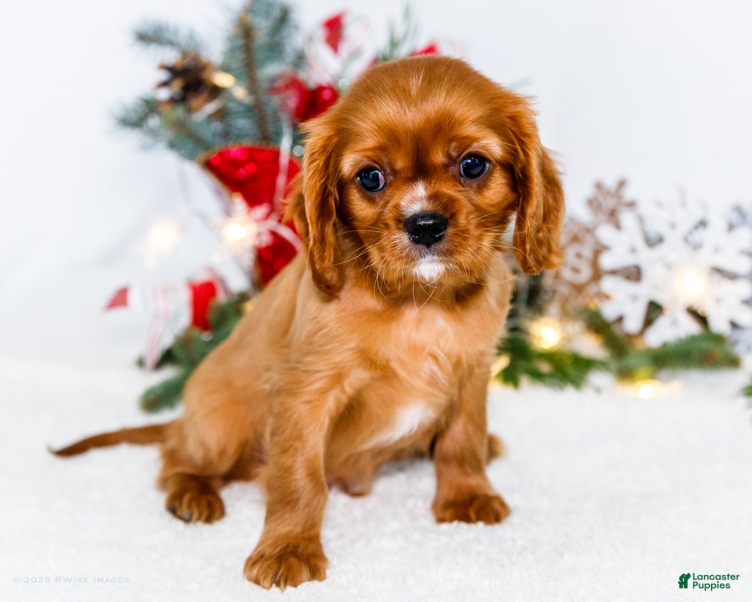 Cavalier King Charles Spaniel dogs for sale: Tiny Tim - Ad 4