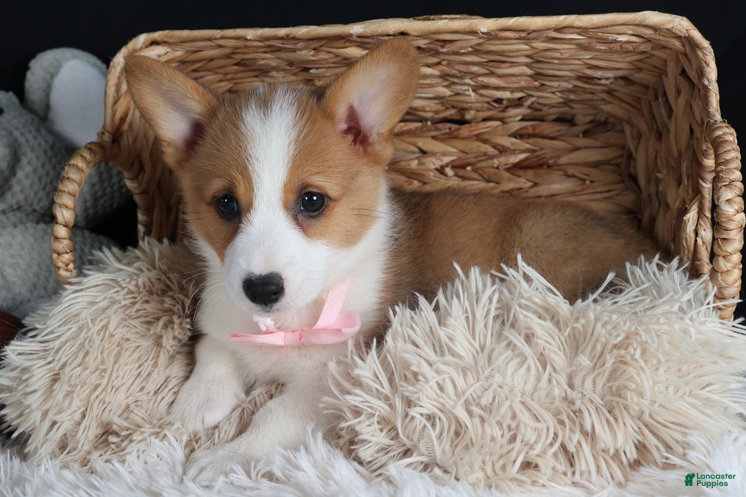Welsh Corgi Pembroke dogs for sale: Honey - Ad 33