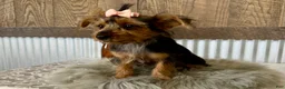 Yorkshire Terrier dogs for sale: Sage - Ad 4
