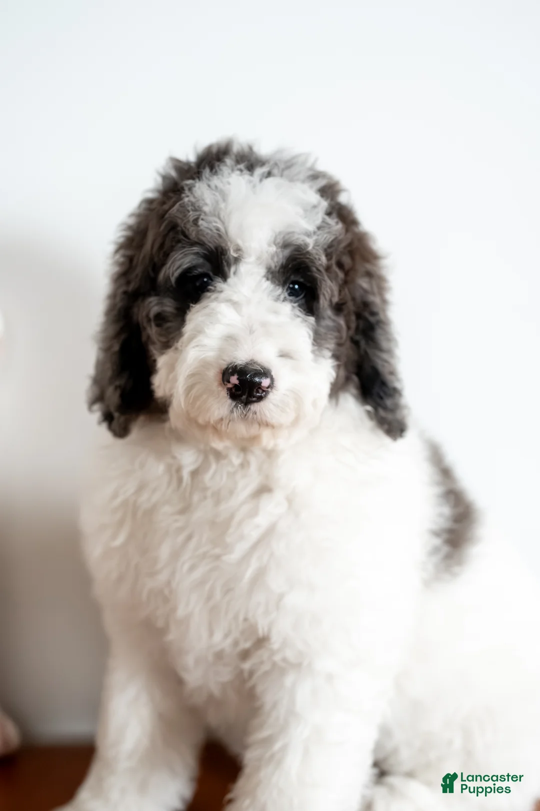 Bernedoodle dogs for sale: Daphne - Ad 3