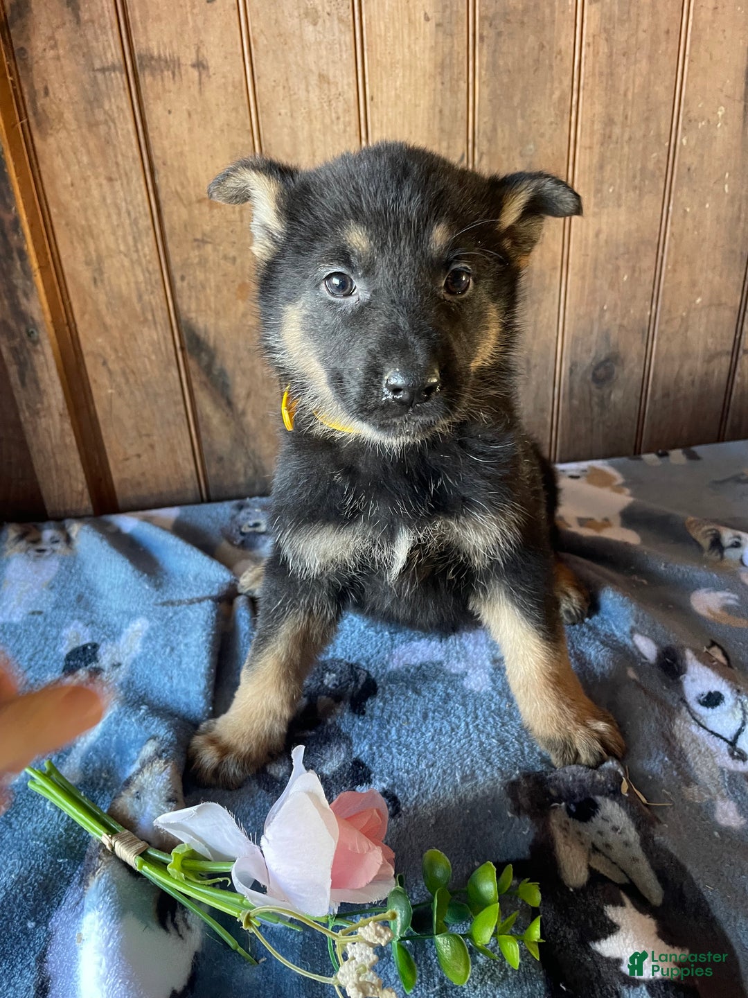 German Shepherd dogs for sale: Heidi - Ad 3