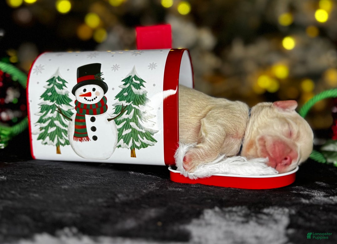 French Bulldog dogs for sale: AMOR - Ad 5