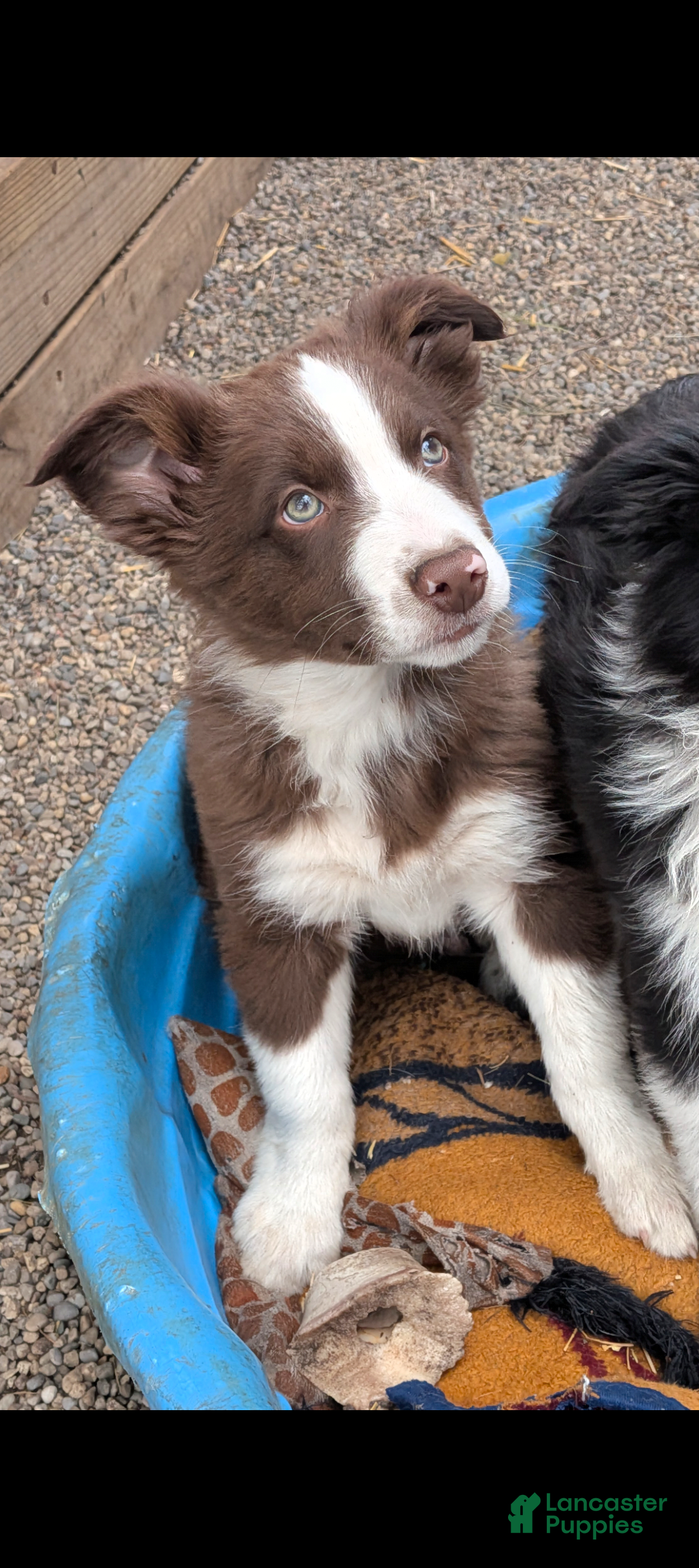 Border Collie dogs Border Collie Puppy 3 - Ad 31