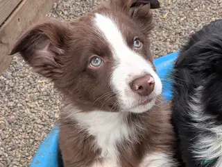 Border Collie dogs Border Collie Puppy 3 - Ad 12