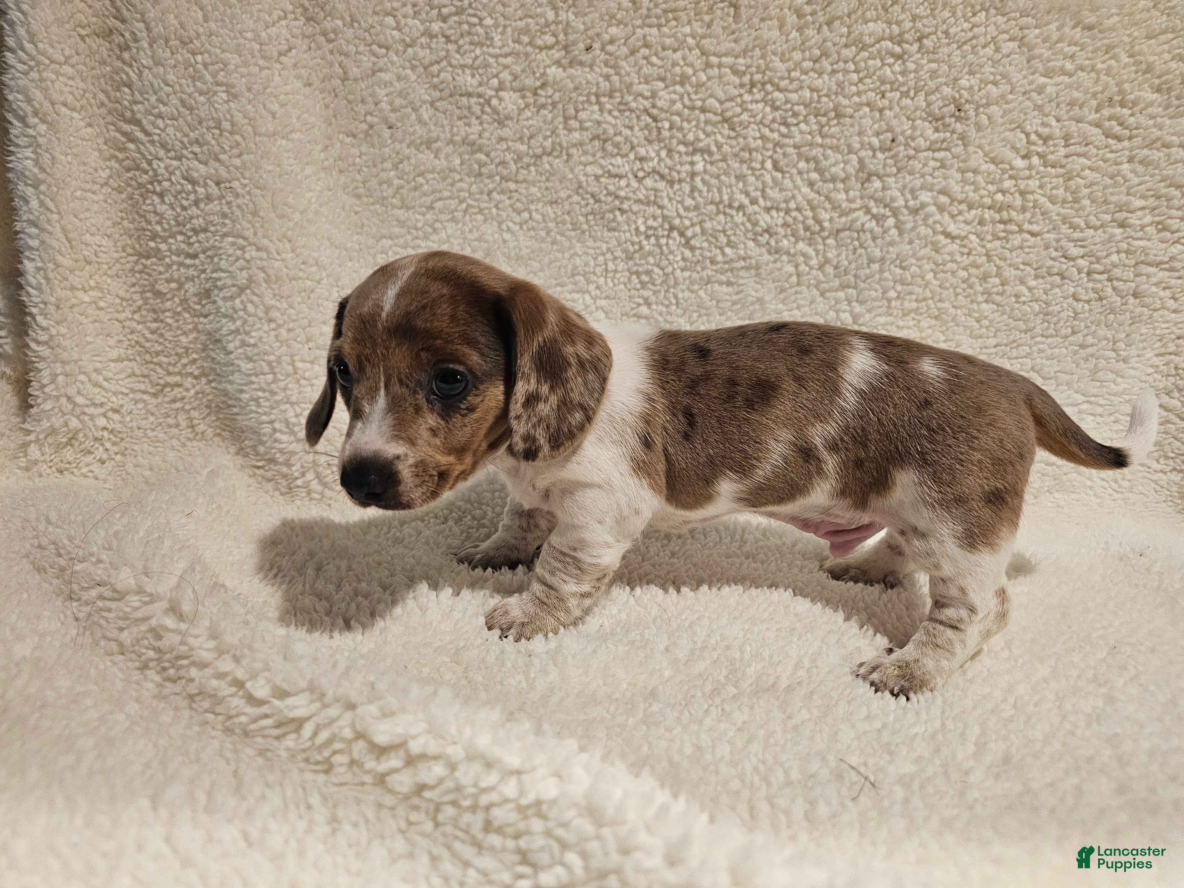 Miniature Dachshund dogs Miniature Dachshund 1 - Ad 6