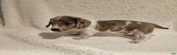 Miniature Dachshund dogs for sale: Miniature Dachshund 1 - Ad 1
