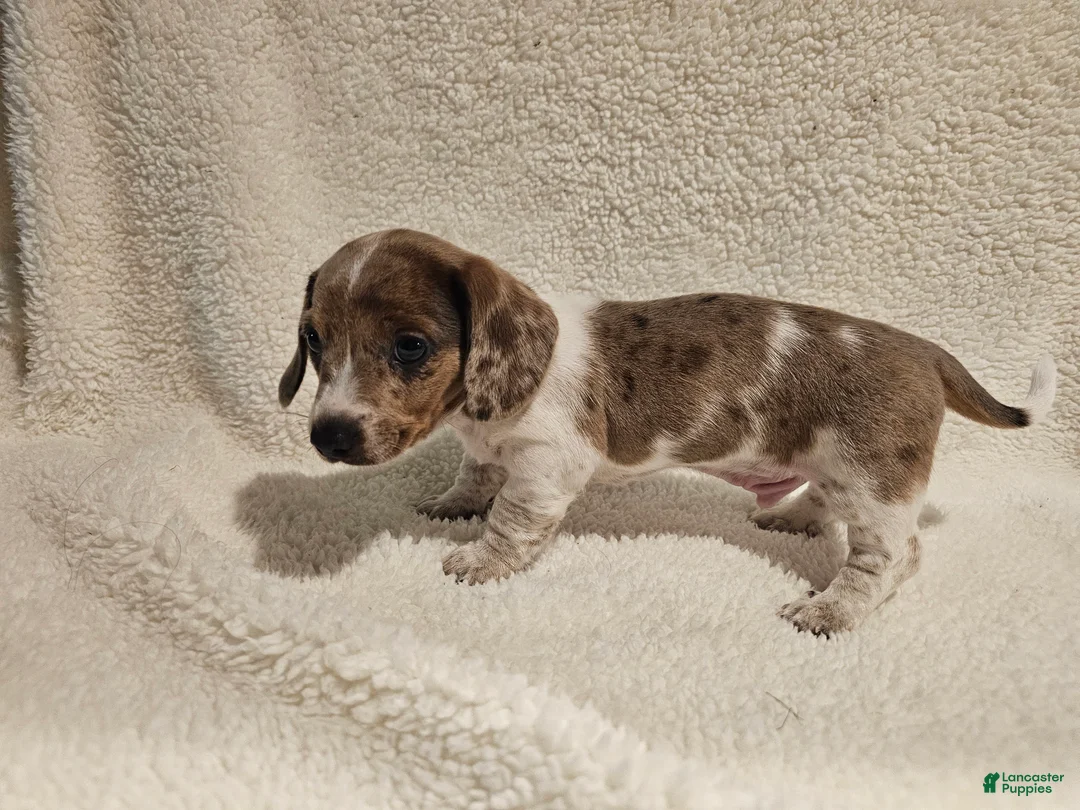 Miniature Dachshund dogs for sale: Miniature Dachshund 1 - Ad 1