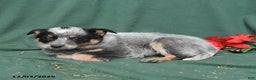 Australian Cattle Dog dogs for sale: Oliver - Ad 4