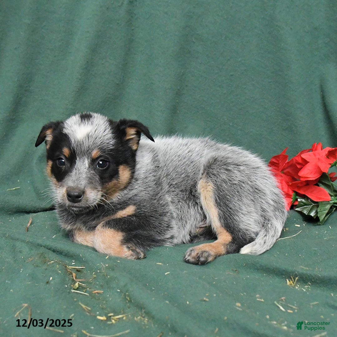 Australian Cattle Dog dogs for sale: Oliver - Ad 4