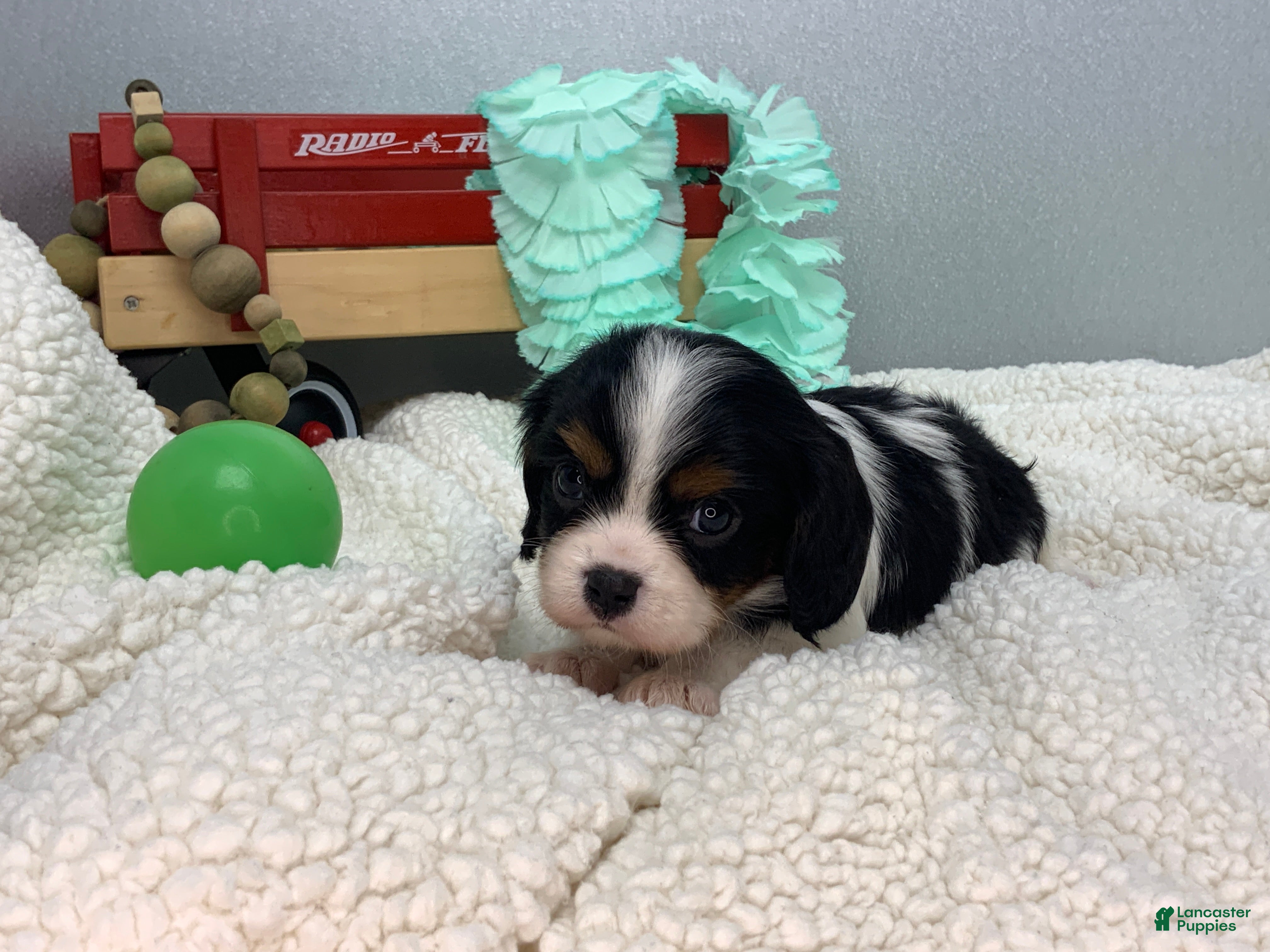 Cavalier King Charles Spaniel dogs Kyle - Ad 2