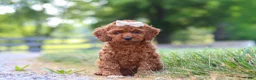 Cavapoo dogs for sale: Hailey - Ad 3