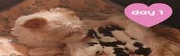 Mixed Breed dogs for sale: Hazlee - Ad 9
