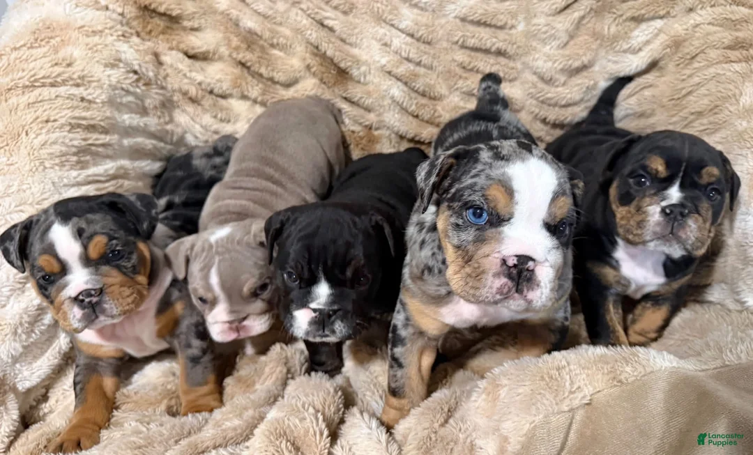 English Bulldog dogs for sale: Loki - Ad 1