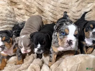 English Bulldog dogs Loki - Ad 5