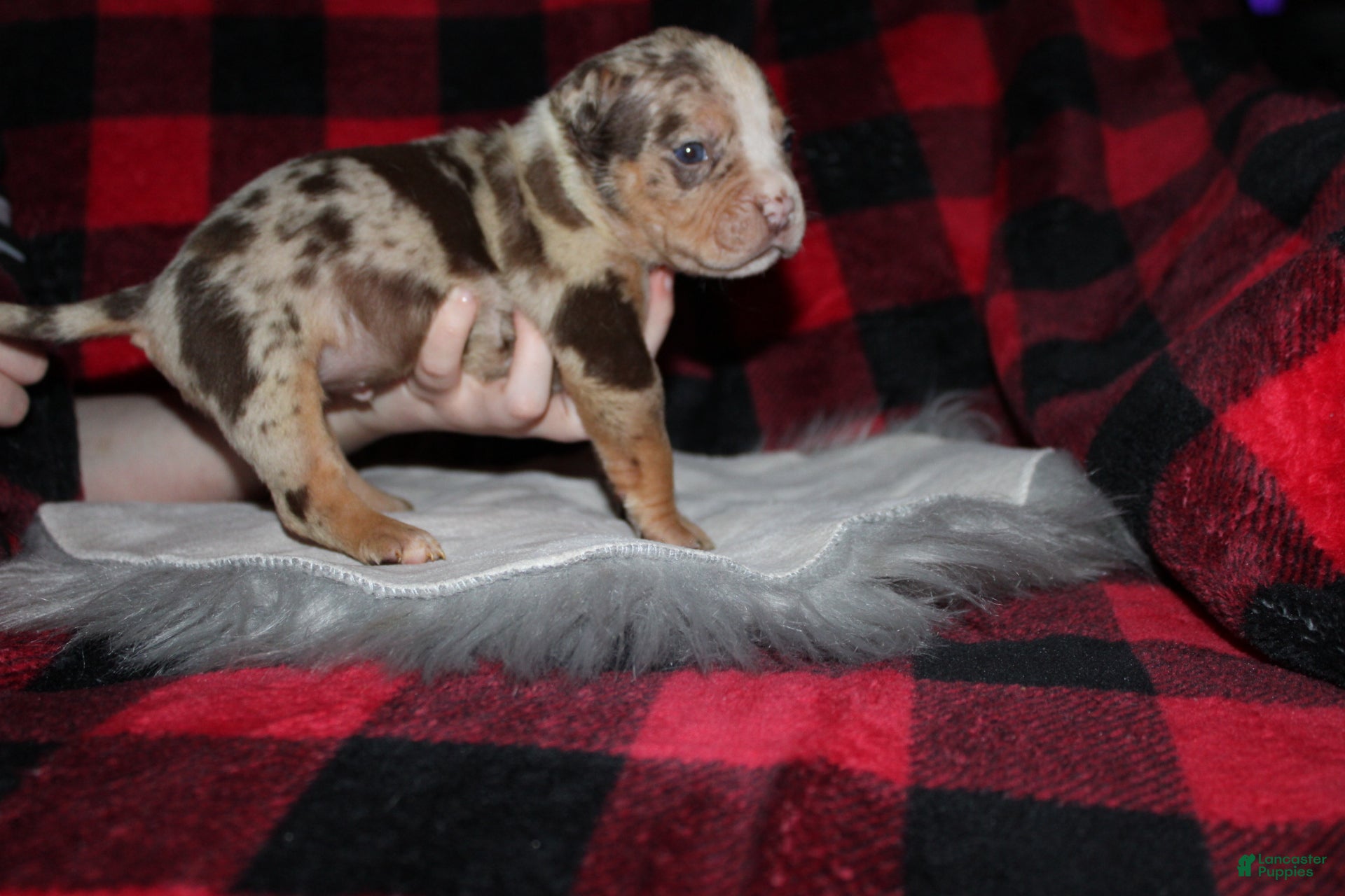 American Bully dogs Harvey  - Ad 1