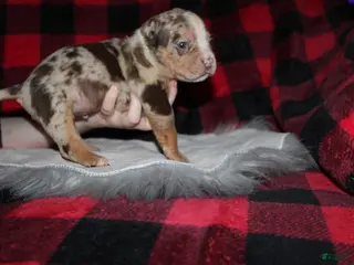 American Bully dogs for sale: Harvey - Ad 3