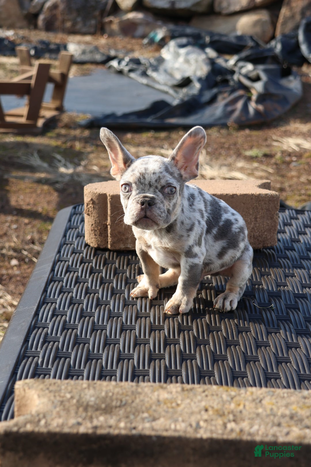 French Bulldog dogs for sale: French Bulldog Puppy 1 - Ad 2