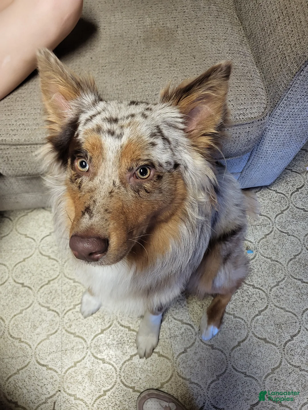 Mixed Breed dogs for sale: Michael - Ad 9